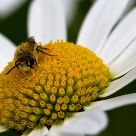 It's got to Bee
