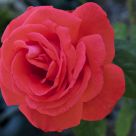 Roses are Red