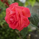 July Rose