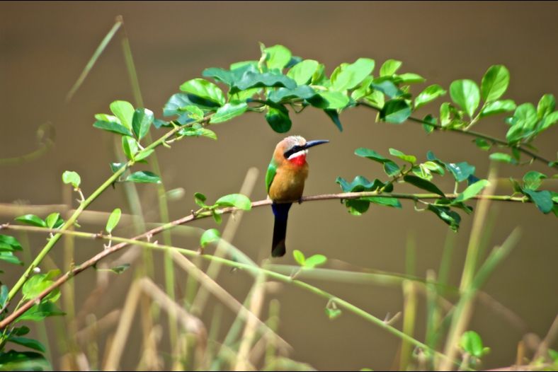 Bee Eater