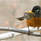 'Michigan's Bird'
