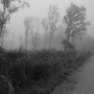 Ampfield Mist