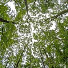Look to the sky