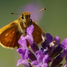 Moth on lavender