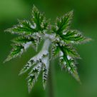 Unfolding