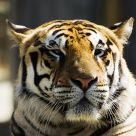 Tigre