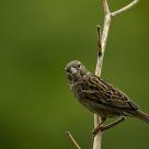 Female Sparrow.....Passer domesticus