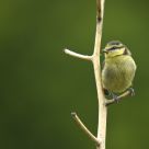 Blue Tit fledgling...Cyanistes caeruleus
