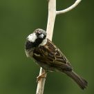 Male Sparrow...Passer domesticus