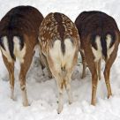Three in a row