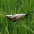 Soft Landing