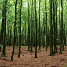 Green wood. forest
