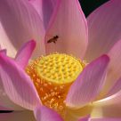 Lotus Bee