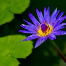 Lotus Flower