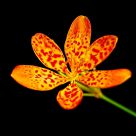 Red Spotted Orchid