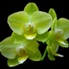 Green-Yellow Orchid
