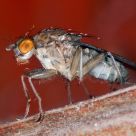Fly