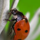 Ladybug