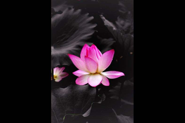 Macau Lotus Festival 2011