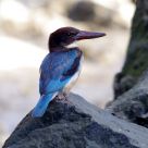 White-breasted kingfisher