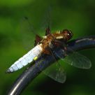 insect