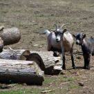 Goats