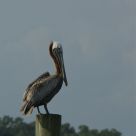Pelican Portrait