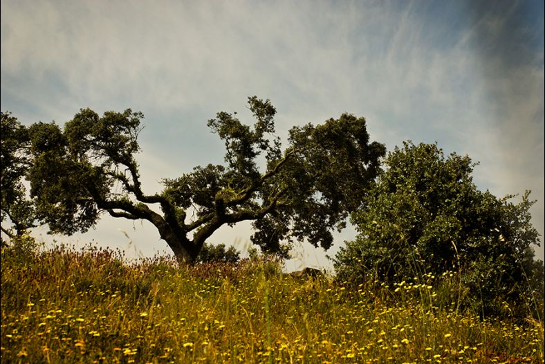 The Holm Oak