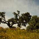 The Holm Oak