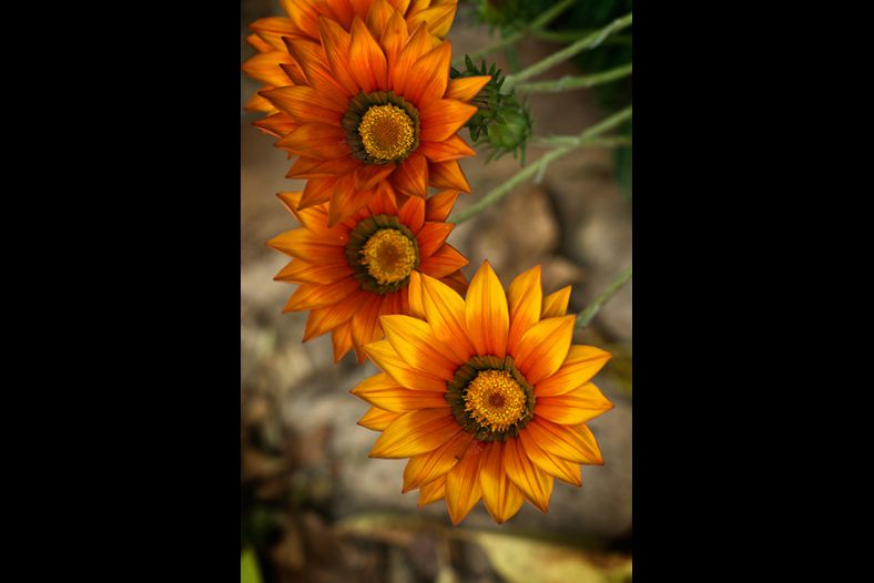 Gazanias
