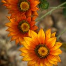 Gazanias