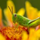 Green on yellow