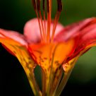 Wood Lily