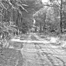 The path