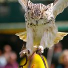 Owl Swooping