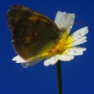 Borboleta a flor e o ceu (Butterfly flower and the sky) Colias croceus