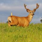 mule deer