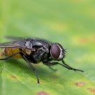 Fly