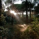 Ray of light