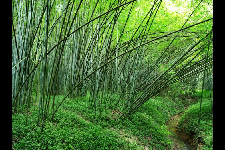 Bamboo