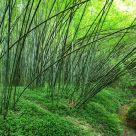 Bamboo