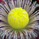 Poppy's heart