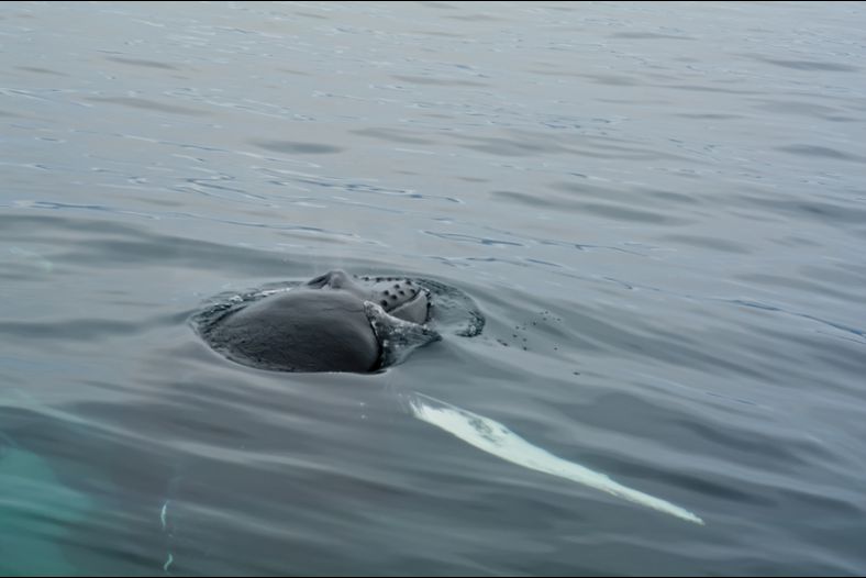 Playful Humpback Whale