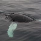 Humpback Whale