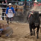 Never Ride A Cow