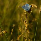 Le petit bleu