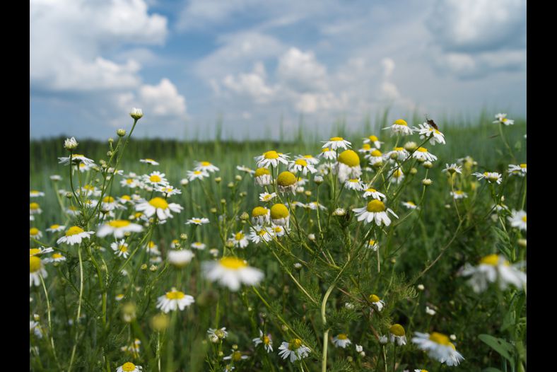 Chamomile summer