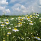 Chamomile summer