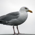 Seagull
