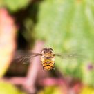 Hoverfly
